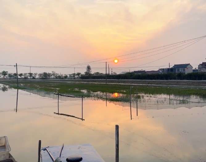 稻田小龙虾的致命风险与全套避险实操指南
